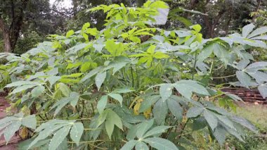 Cassava Ağacı Sabah Rüzgarında Sallanıyor Yüksek Kalite 4K Tarım, Doğa ve Sürdürülebilir Tarım Projeleri için Tarım Görüntüleri