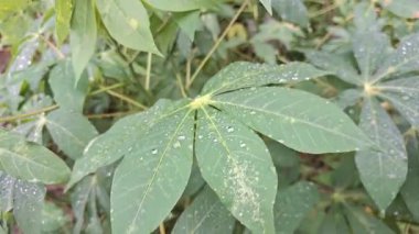 Manihot esculenta cassava yaprakları, gıda üretiminde kullanılan tropikal yağmurdan sonra taze su damlacıklarıyla kaplıdır.