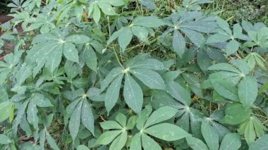 Taze manyok yapraklarına yakın çekim. Manihot esculenta yağmur sonrası tropikal yenilebilir yeşillikler ile birlikte doğa, botanik ve tarım için ideal.