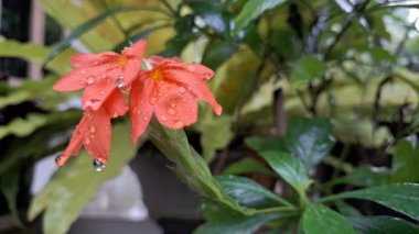 Şeftali rengi kestane fişeği, Crossandra infundibuliforis, tropikal bahçede taze yağmur damlacıkları, botanik çiçeklerine ve bitki yetiştirmeye uygun.