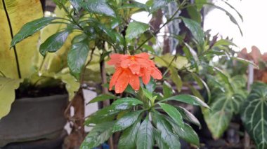 Şeftali rengi kestane fişeği çiçek açan, yağmurdan sonra parlak ıslak taç yapraklarıyla tropik açık bahçede çiçek bitkisi yaşamı ve bahçe süslemeleri için mükemmel.