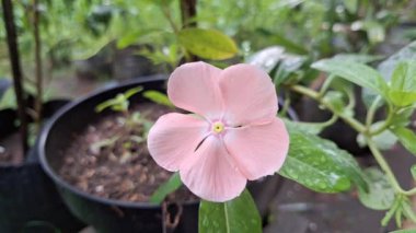 Madagaskar menekşesi olarak da bilinen tropik Catharanthus pembe çiçeği bitkisel ilaçları ve botanik stok görüntülerini iyileştirmek için bitkisel bitki örtüsünde çiçek açıyor.