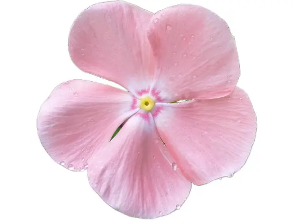 Beyaz Arkaplan, Tropikal Madagaskar Vinca Çiçeği, Kapalı Çiçek, Yazdırma, Tasarım veya Botanik Kullanım İdeal