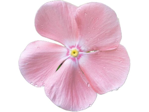 Цветок розовый Перивинкль (Catharanthus) Изолированный на белом фоне, Мадагаскар, Цветочный Макро, Идеально подходит для печати, дизайна или ботанического использования