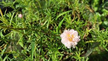 Saf Beyaz Portekiz Çiçeği, Sersemletici Yaz Çiçeği Yumuşak Yapraklı, Doğanın Güzel Makro Vuruşu