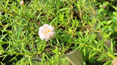 Zarif Beyaz Portekiz Grandiflora Çiçeği, Doğal Yeşil Arkaplan Detaylı Çiçek, Yaz Bahçesi Güzelliği