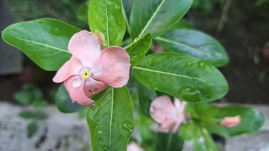 Canlı pembe Periwinkle çiçeğinin (Catharanthus roseus) geleneksel bitkisel tıpta kullanılan ve esnekliğiyle bilinen tropikal bir süs bitkisi olan su damlacıklarıyla yakın çekimi.