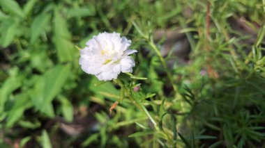 Güzel Beyaz Portekiz Grandiflora, Bahçedeki Zarif Tek Çiçek, Doğa için ideal
