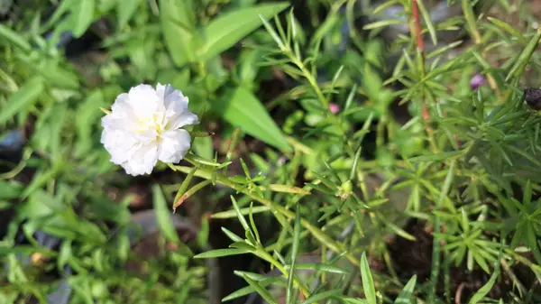 Zarif Beyaz Portekiz Grandiflora Çiçeği, Doğal Yeşil Arkaplan Detaylı Çiçek, Yaz Bahçesi Güzelliği