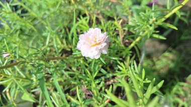 Saf Beyaz Portekiz Çiçeği, Sersemletici Yaz Çiçeği Yumuşak Yapraklı, Doğanın Güzel Makro Vuruşu