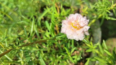 Saf Beyaz Portekiz Çiçeği, Sersemletici Yaz Çiçeği Yumuşak Yapraklı, Doğanın Güzel Makro Vuruşu