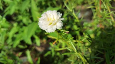 Saf Beyaz Portekiz Çiçeği, Sersemletici Yaz Çiçeği Yumuşak Yapraklı, Doğanın Güzel Makro Vuruşu