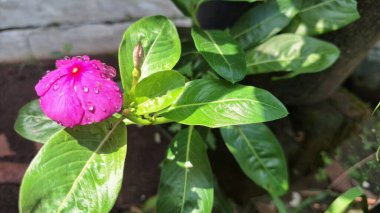Parlak pembe Madagaskar Periwinkle (Catharanthus Roseus) çiçeğinin yakın çekimi, narin taç yaprakları ve taze yağmur damlalarıyla sergilenir..