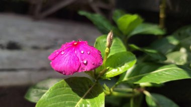 Geleneksel tıpta kullanılan popüler bir tropikal çiçek bitkisi olan su damlacıkları ile canlı pembe Periwinkle çiçeği (Catharanthus roseus).
