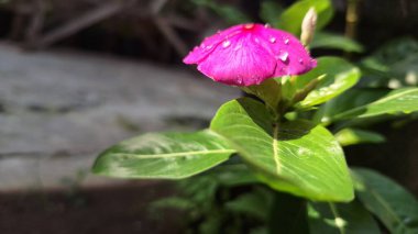 Güzel pembe Vinca çiçeği (Catharanthus roseus) yağmur damlaları ve yemyeşil yapraklı, dayanıklılığı sembolize eden ve geleneksel iyileştirme amaçları ve dekorasyonu için yaygın olarak yetiştirilen