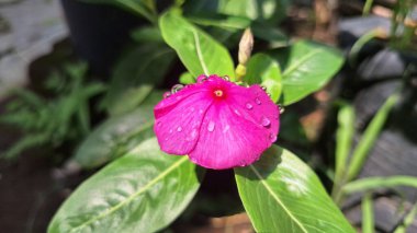 Pembe Gül Periwinkle (Catharanthus roseus) taç yapraklarında su incileri, süs güzelliği ve doğal bitkisel ilaçlarda ve geleneksel tıpta kullanımıyla bilinen tropikal çiçek.