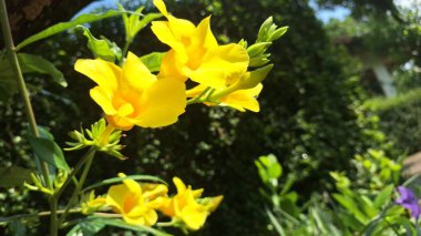 Tropikal Bahçede Sarı Allamanda Çiçeğinin Macro Çekimi, Doğa Özgeçmişi, Botanik Çizimler, Bahçe Tasarımları ve Dekoratif Parmak İzleri İçin İdeal