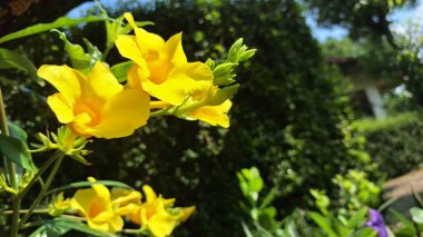 Parlak Sarı Allamanda Cathartica Sarmaşık Çiçeği, Vibrant Tropikal Çiçek Doğa Konseptleri, Peyzaj Tasarımları, Bahçe Teması ve Dekor Baskıları İçin İdeal
