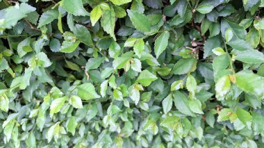 Detaylı ve canlı yeşil Acalypha Siamensis çit yaprakları (hiç kimse) doğal dekoratif bir arka plan ve duvar kağıdı oluşturur.