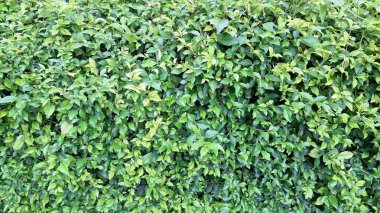 Yakın plan yeşil Acalypha Siamensis çit detayı (insan yok) içeren doğal dekoratif yaşam ekranı, yemyeşil arka plan ve duvar kağıdı için ideal