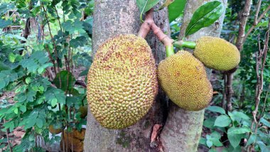 Olgunlaşmamış Yeşil Jackfruit Tropikal Ağaç Dalında Ağır Asılı: Dokulu Tarım Ürünleri, Tarım Ürünleri ve Taze Deri ile Olgunlaşmamış Meyvelerin Yakın Çekimi