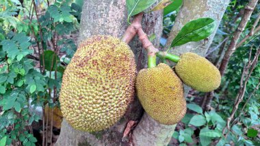 Olgunlaşmamış Yeşil Jackfruit Tropikal Ağaç Dalında Ağır Asılı: Dokulu Tarım Ürünleri, Tarım Ürünleri ve Taze Deri ile Olgunlaşmamış Meyvelerin Yakın Çekimi