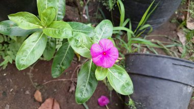 Parlak pembe Madagaskar Periwinkle (Catharanthus Roseus) çiçeğinin yakın çekimi, narin taç yaprakları ve taze yağmur damlalarıyla sergilenir..