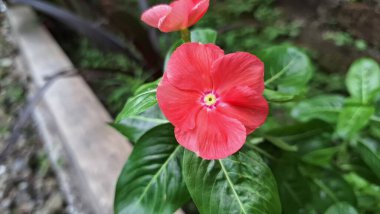 Güzel pembe Vinca çiçeği (Catharanthus roseus) yağmur damlaları ve yemyeşil yapraklı, dayanıklılığı sembolize eden ve geleneksel iyileştirme amaçları ve dekorasyonu için yaygın olarak yetiştirilen