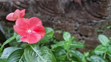 Yeşil yapraklar ve çiğ damlalarıyla taze pembe Madagaskar Periwinkle çiçeği (Catharanthus roseus), bahçeler, ev dekorasyonu ve tıbbi kullanım için popüler bir çiçek bitkisi.