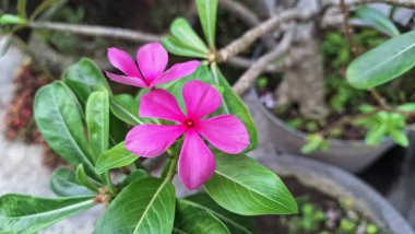 Canlı pembe Periwinkle çiçeğinin (Catharanthus roseus) geleneksel bitkisel tıpta kullanılan ve esnekliğiyle bilinen tropikal bir süs bitkisi olan su damlacıklarıyla yakın çekimi.