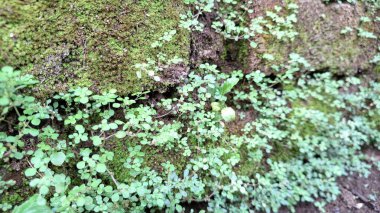 Moss 'un Duvardaki Zararlı Efektleri. Rutubet Yosun Tutar, Duvar Çürümesini teşvik eder, Çatırdar ve Zayıf Beton veya Tuğla Yapıları Rutubetli ve Tedavi Edilmemiş Yüzeyde