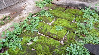 Rutubetli Duvar Yüzeyinde Vahşi Yeşil Yosun Büyüyor Nemlendirici Yosun Bitkilerinin Nemlendirici Doku Özgeçmişi, Doğa Tasarım, Posterler ve Sunumlar İçin İdeal