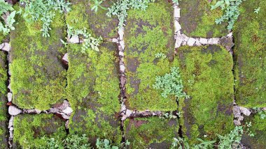 Eski tuğlalar ve yeşil yosunların doğal bileşimi dokulu ve organik bir yüzey yaratır. Zaman ve doğayı resmeden arka planlar için mükemmeldir.