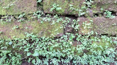 Parlak Yeşil Yosun ile kısmen kaplanmış Eski Tuğla Çekimi Doğal Çürümeyi Gösteriyor