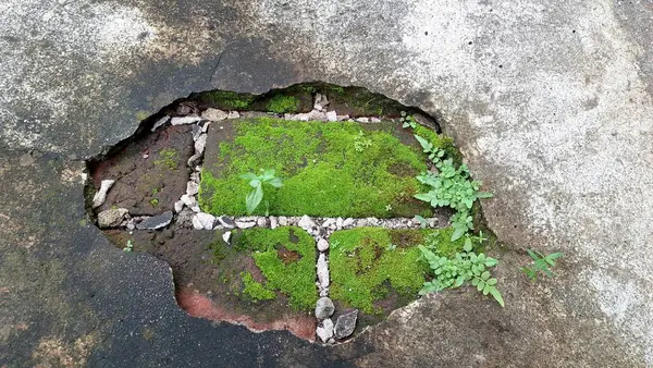 Yaşlanmış ve yıpranmış tuğlalar canlı yeşil yosunlarla kaplıdır. Bu eski duvar arka planında eşsiz bir doku ve desen oluştururlar.