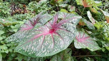 Kalp şeklinde kırmızı ve yeşil kaladyum yaprakları tropikal çevre süslemeleri bahçe dekorasyonu egzotik bitkiler ve botanik fotoğrafçılık için