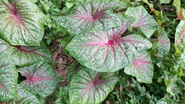 Canlı kırmızı merkezli dekoratif kaladyum bitkisi ve yeşil yaprak kenarları, doğa ve yeşillik temaları için doğal olarak büyüyen beyaz noktalarla benekli.