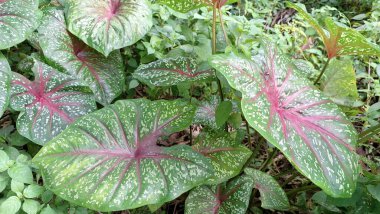 Doğal desenlere sahip kırmızı damarlı kaladyum yaprağı ve tropikal bahçe çevresindeki benekli doku botanik ve bahçıvanlık tasarımı için renkli bitki örtüsü.