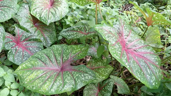 Doğal desenlere sahip kırmızı damarlı kaladyum yaprağı ve tropikal bahçe çevresindeki benekli doku botanik ve bahçıvanlık tasarımı için renkli bitki örtüsü.