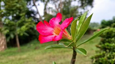 Adenium obesum 'un zarif pembe çiçeği, kuraklığa dayanıklı, egzotik çiçekleri ve heykel gövdesi için geniş bir alana yayılmış..