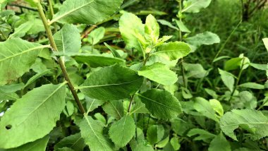 Aromatik Yeşil Pluchea Indica (Hint Kafur otu) Yaprak Kapağı: Bitkisel İlaçlar ve Botanik İllüstrasyonlar İçin Doku ve Tıbbi Özelliklerini Vurguluyor