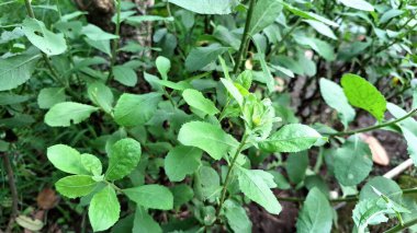 Yeşil Hindistan Kafur Yosunu, Geleneksel Tıp ve Aromatik Şifa Tedavilerinde Kullanılan Pluchea Indica Bitkisi Bırakıyor