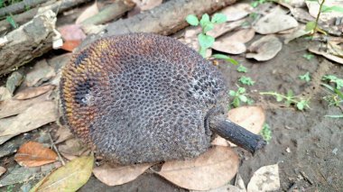 Orman zemininde Hastalıklı Çürümüş Genç Jackfruit: Çürüyen Olgunlaşmamış Tropikal Ürünlerin Yakın Çekimi, Başarısız Büyümeyi ve Hasat Başarısızlığını Sembolize Ediyor