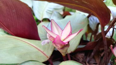 Goeppertia loeseneri (Calathea loeseneri): Eşsiz Gümüş Yapraklar, Kırmızı Altlar, Soluk Pembe Çiçek, Tropikal Mücevher
