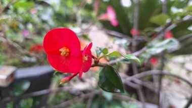 Dikenli kırmızı taç (Euphorbia milii) keskin odak noktasında, onların narin ve canlı güzelliklerini ortaya çıkarır..