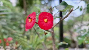 Sersemletici kırmızı dikenli taç (Euphorbia milii) çiçekleri, canlı renkleri ve eşsiz çiçekli yapılarını vurgulayarak tam çiçeklenmiştir..