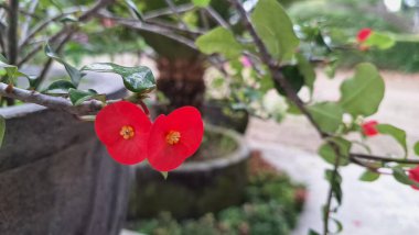 Parlak güpegündüz yakalanan dikenli çiçeklerden oluşan parlak kırmızı taç (Euphorbia milii), karmaşık çiçek desenlerini vurguluyor.
