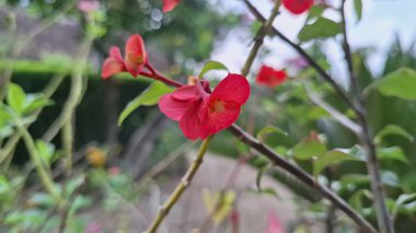 Canlı kırmızı Euphorbia milii (Dikenli Taç) çiçeklerinin yakın çekimi, tropikal doğanın sanatsal sanatının güzel bir göstergesidir..