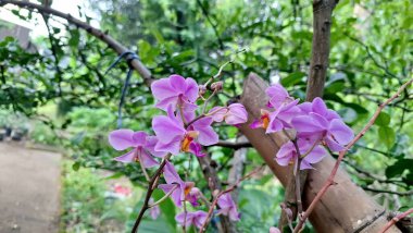 Zarif Phalaenopsis Orkide Melezi Beyaz ve Mor Çiçekler Güzellik, Saflık ve Doğadaki Lüks Sembolü