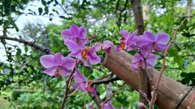 Narin Beyaz-Mor Doritaenopsis Orkide Çiçek Gösterimi Botanik Temalar İçin Egzotik Yapraklar ve Doğal Zarafet